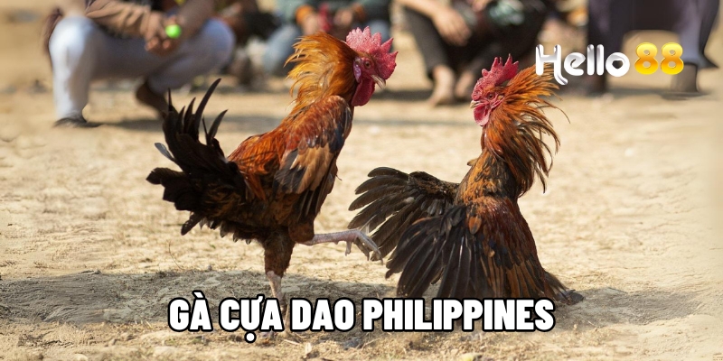 da ga cua dao philippin hello88 1