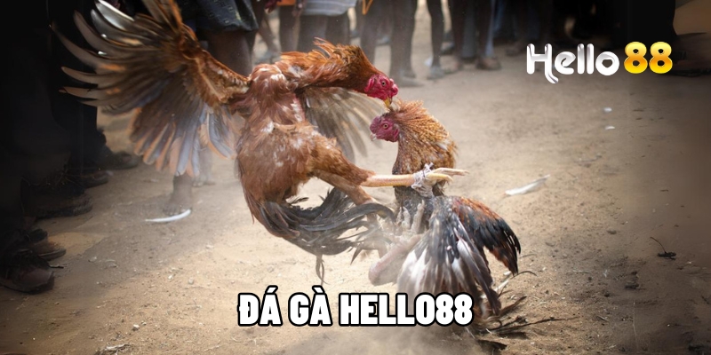 da ga hello88 1